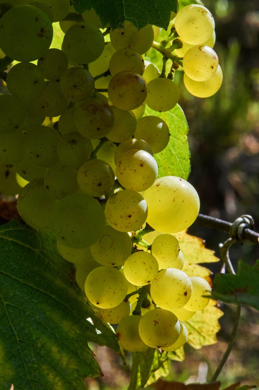 Vignoble Saison Septembre BI-0007