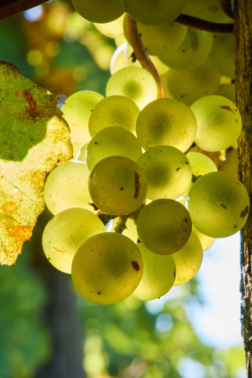 Vignoble Saison Septembre BI-0008