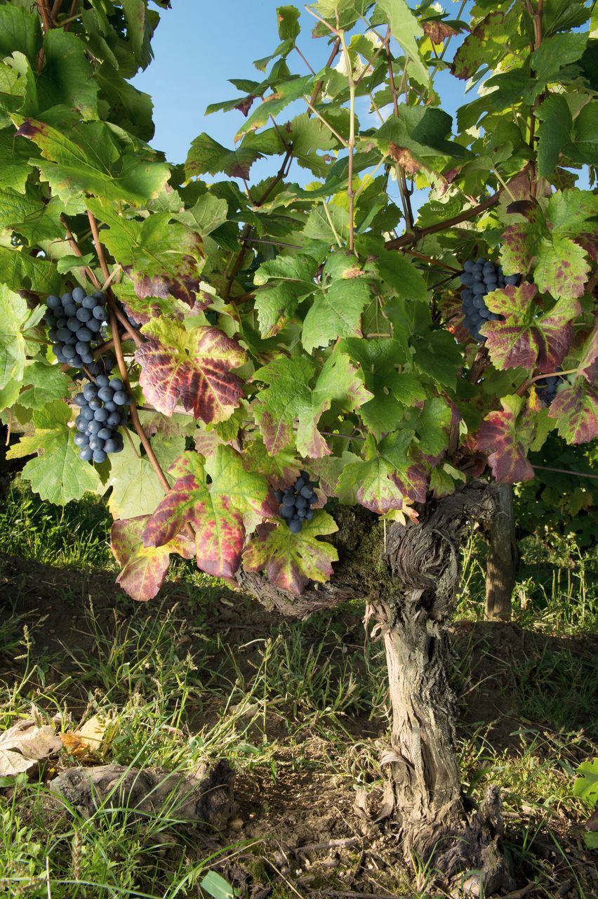 Vignoble Saison Septembre 0743