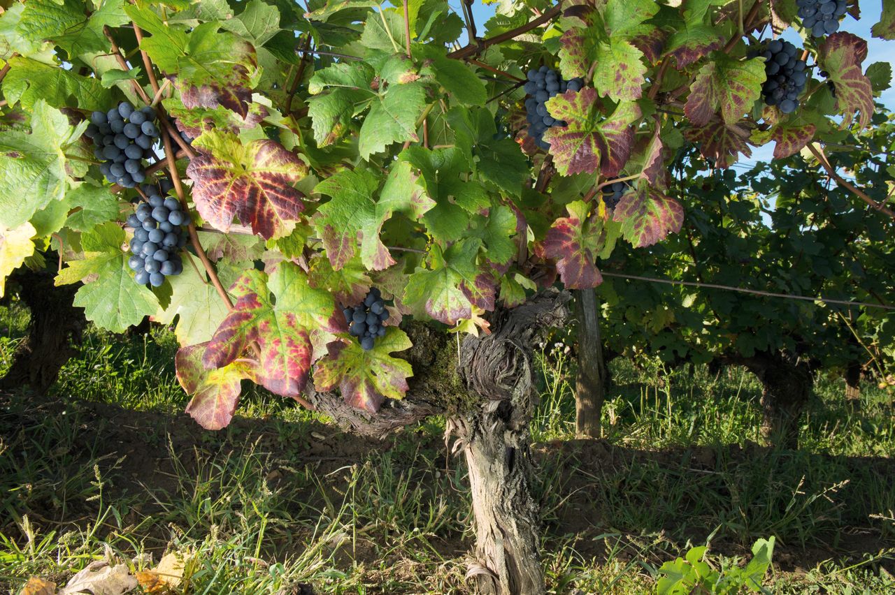 Vignoble Saison Septembre 0746