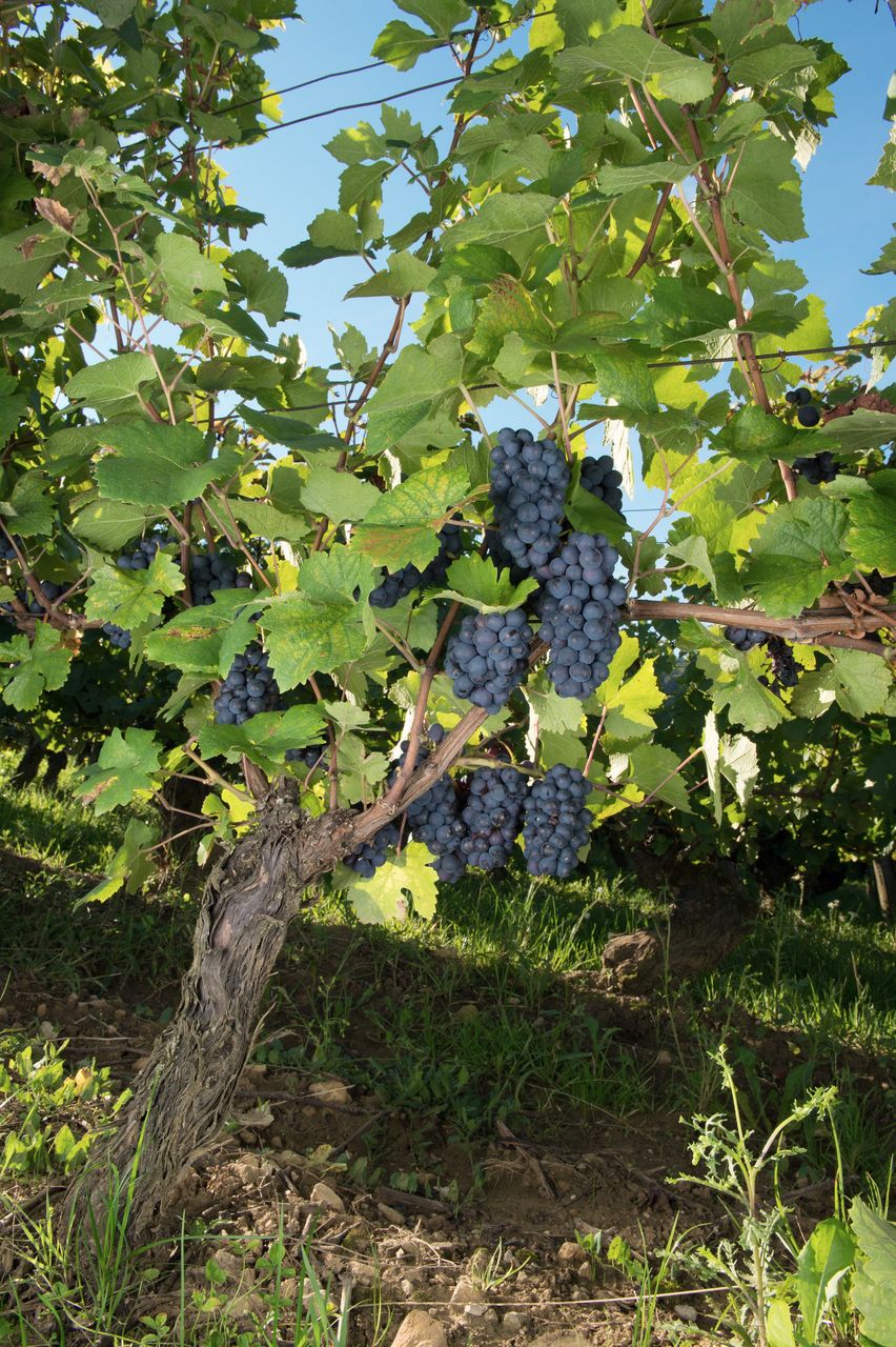 Vignoble Saison Septembre 0752