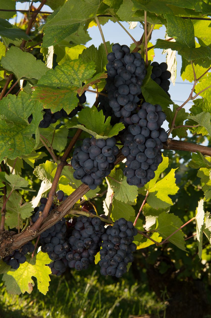 Vignoble Saison Septembre 0753