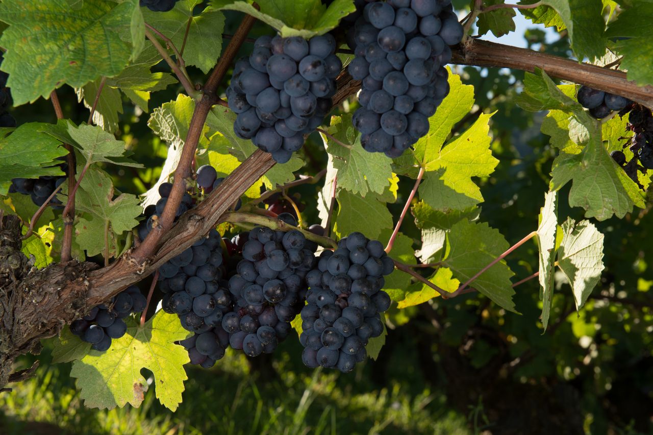 Vignoble Saison Septembre 0754