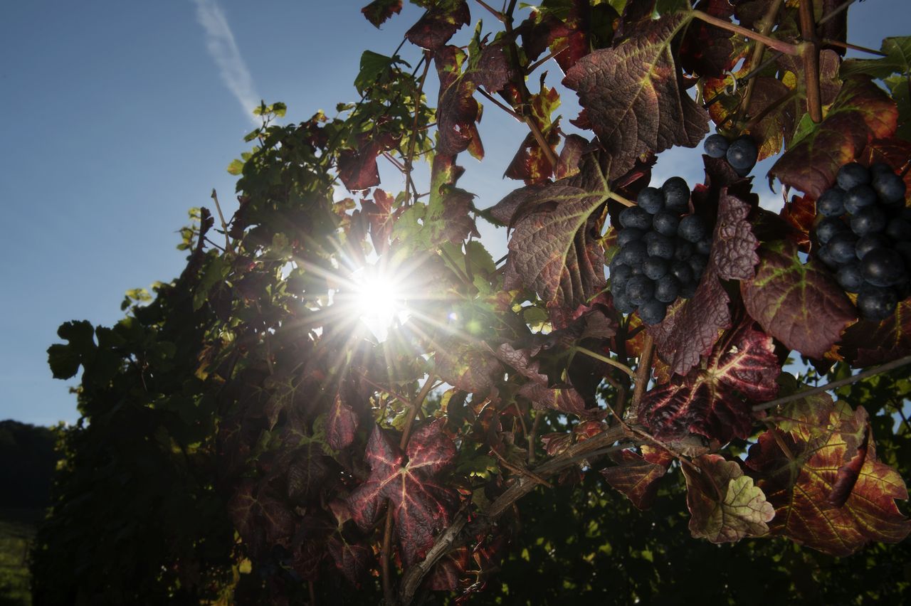 Vignoble Saison Septembre 0788