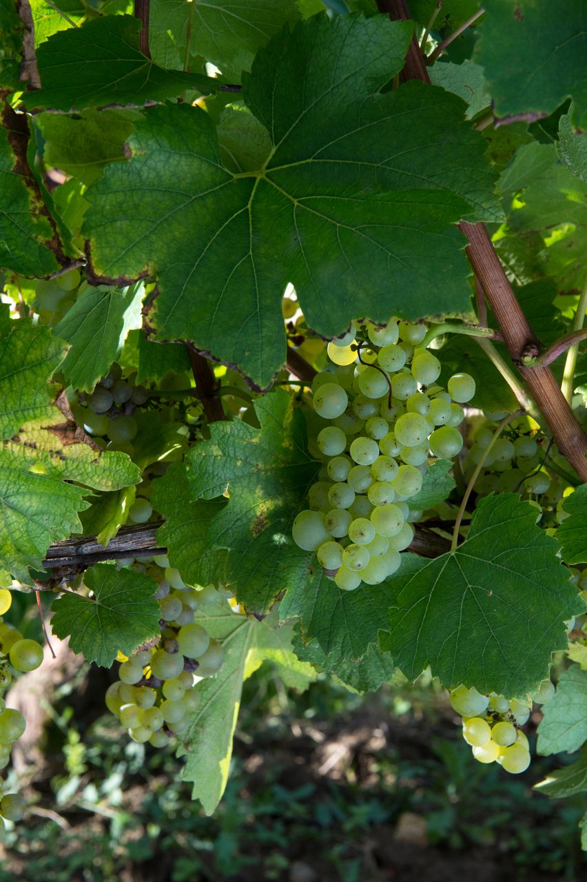 Vignoble Saison Septembre 0797