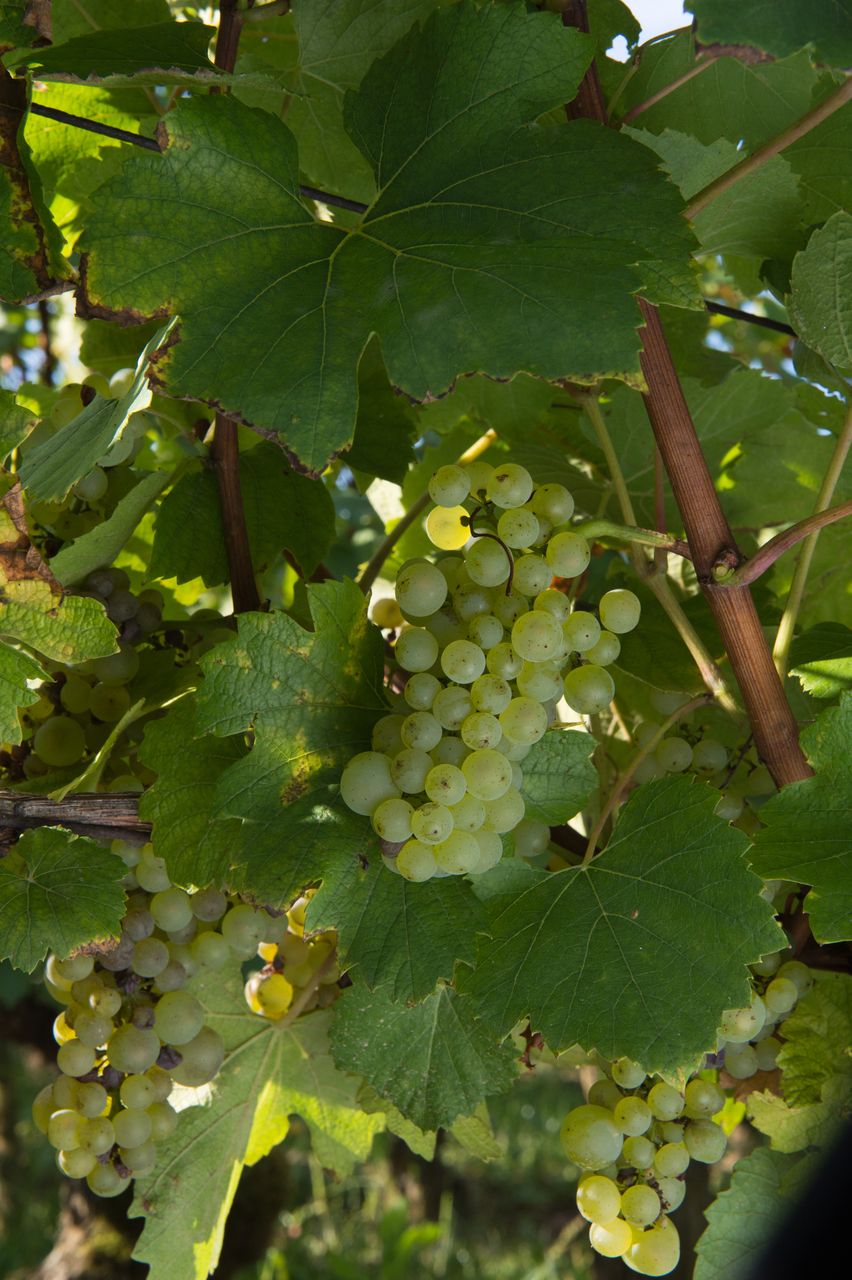 Vignoble Saison Septembre 0799