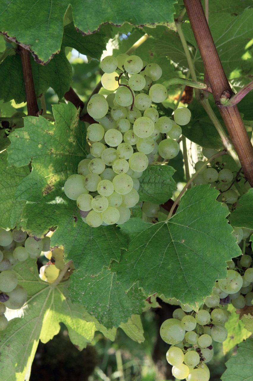 Vignoble Saison Septembre 0802