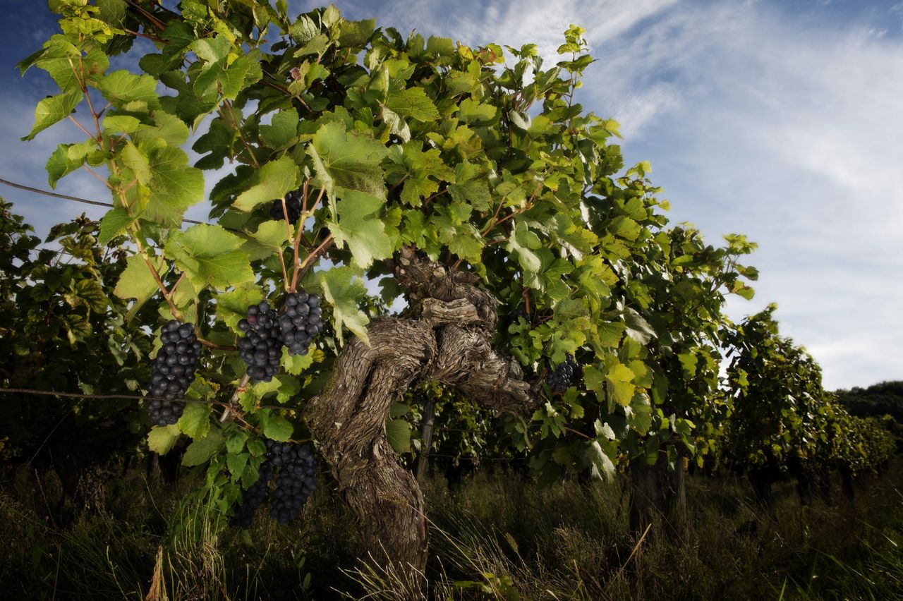 Vignoble Saison Septembre 0814