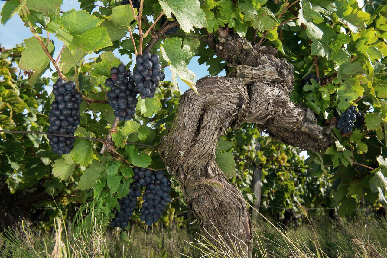 Vignoble Saison Septembre 0816