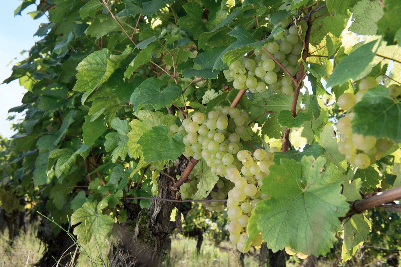 Vignoble Saison Septembre 0824