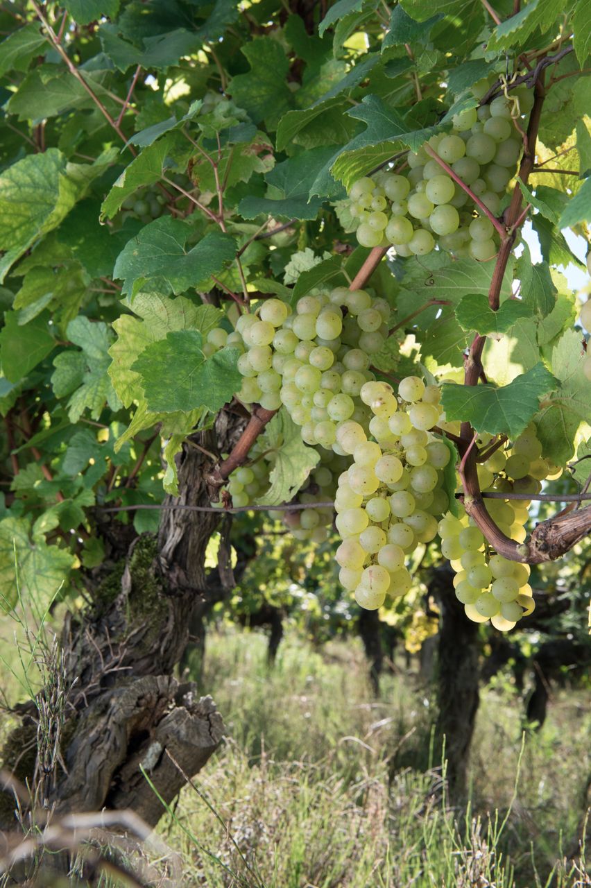 Vignoble Saison Septembre 0826