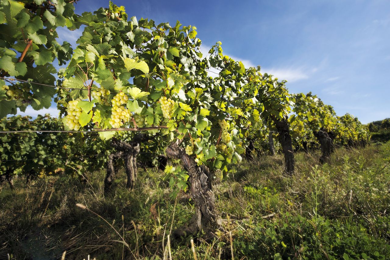 Vignoble Saison Septembre 0846