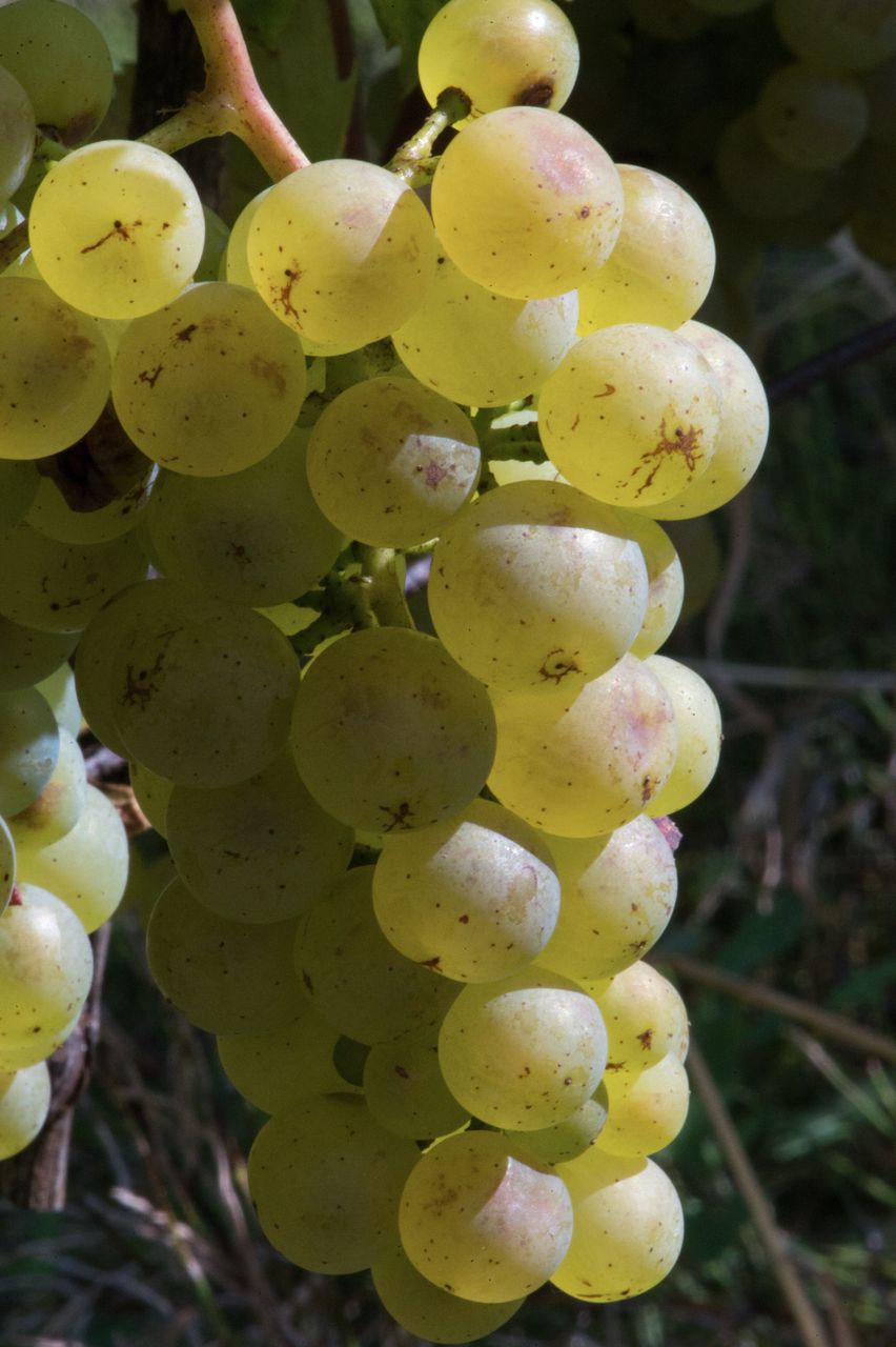 Vignoble Saison Septembre 0860