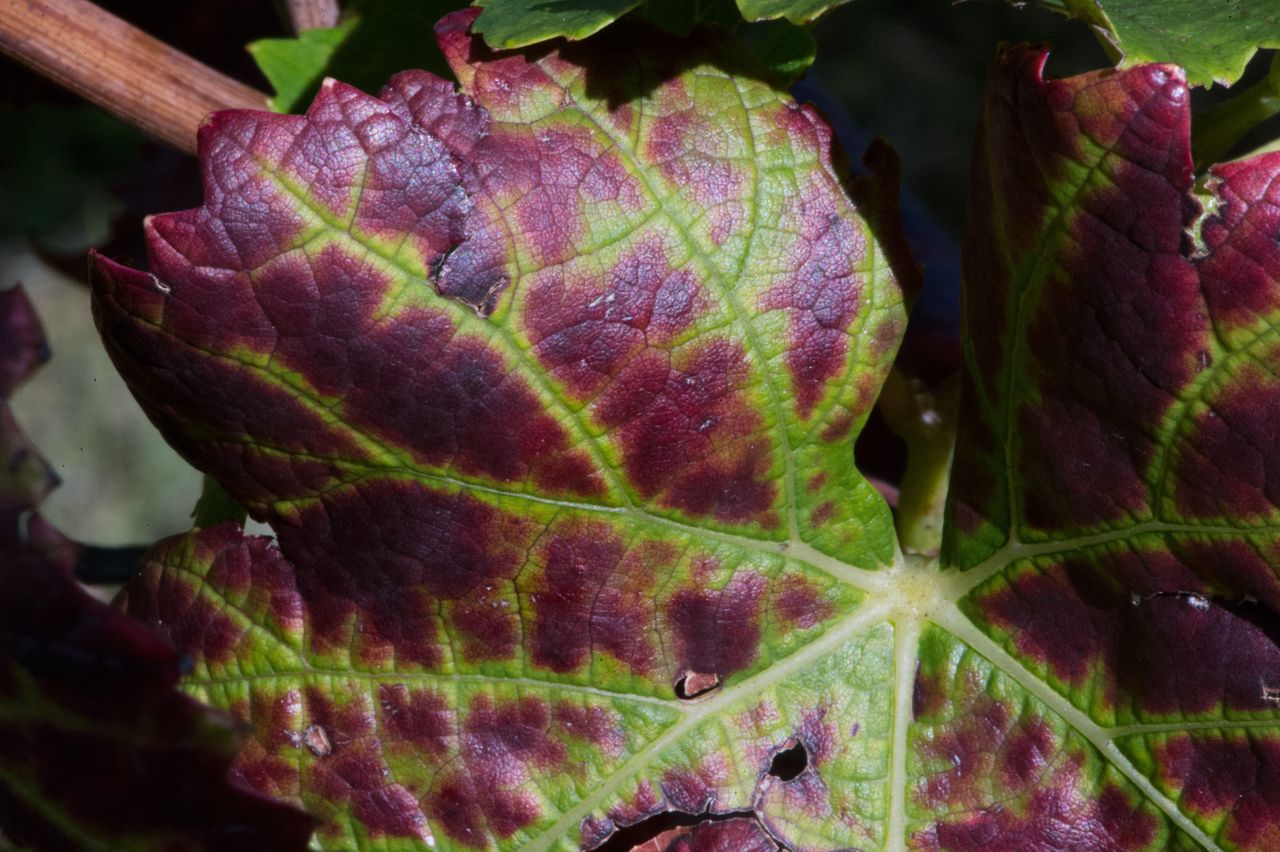 Vignoble Saison Septembre 0864