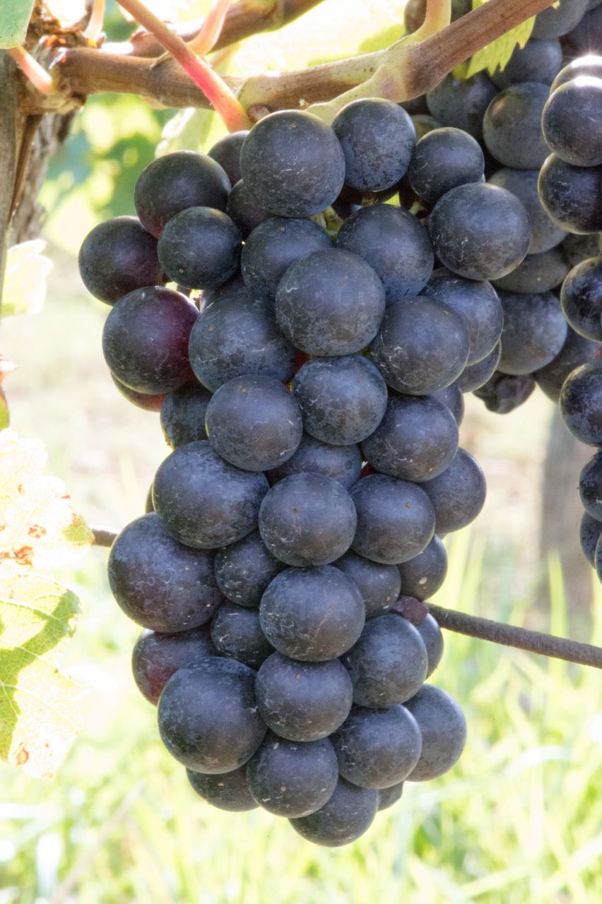 Vignoble Saison Septembre 0874