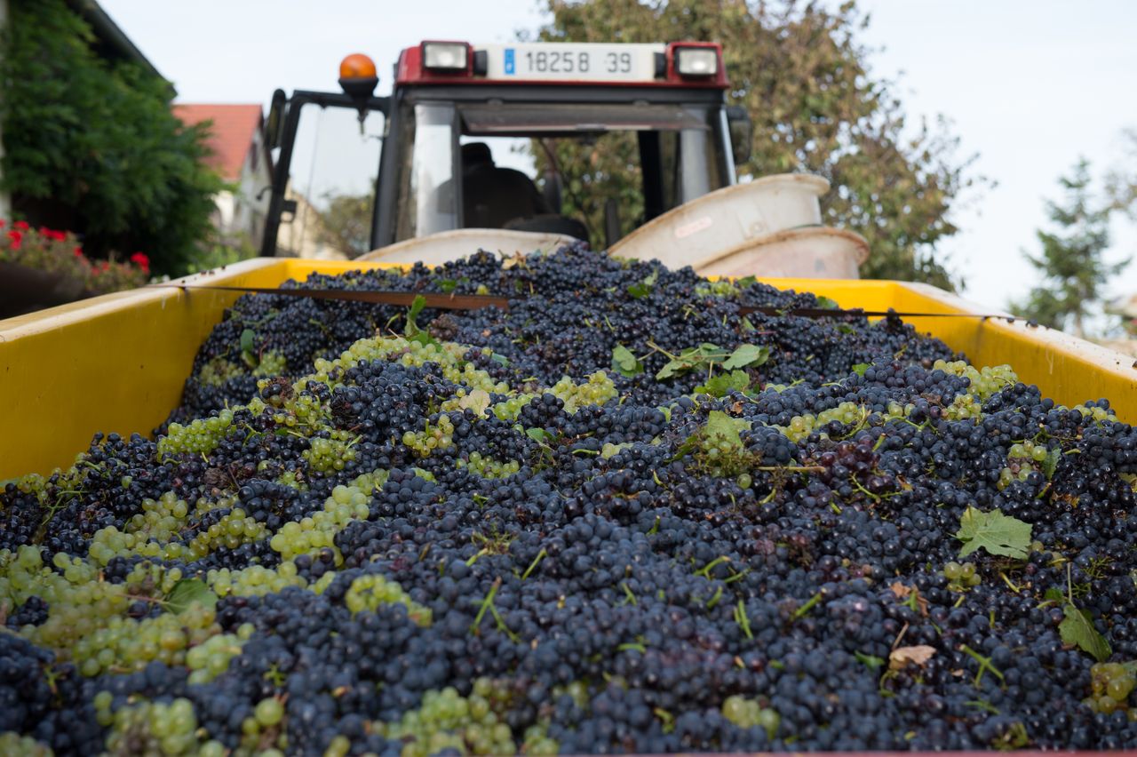 Vignoble Saison Septembre 0888