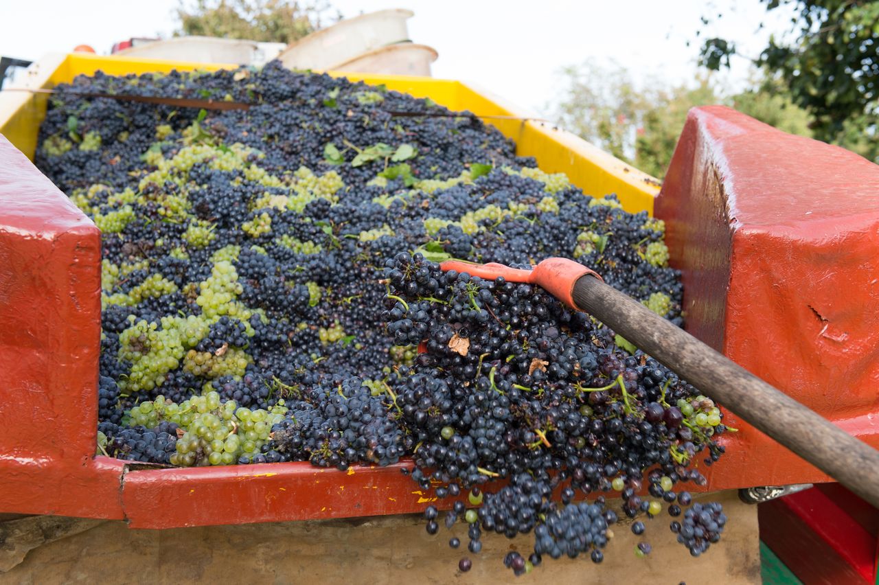 Vignoble Saison Septembre 0897