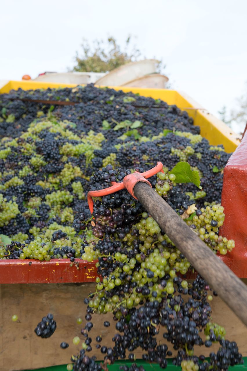 Vignoble Saison Septembre 0901