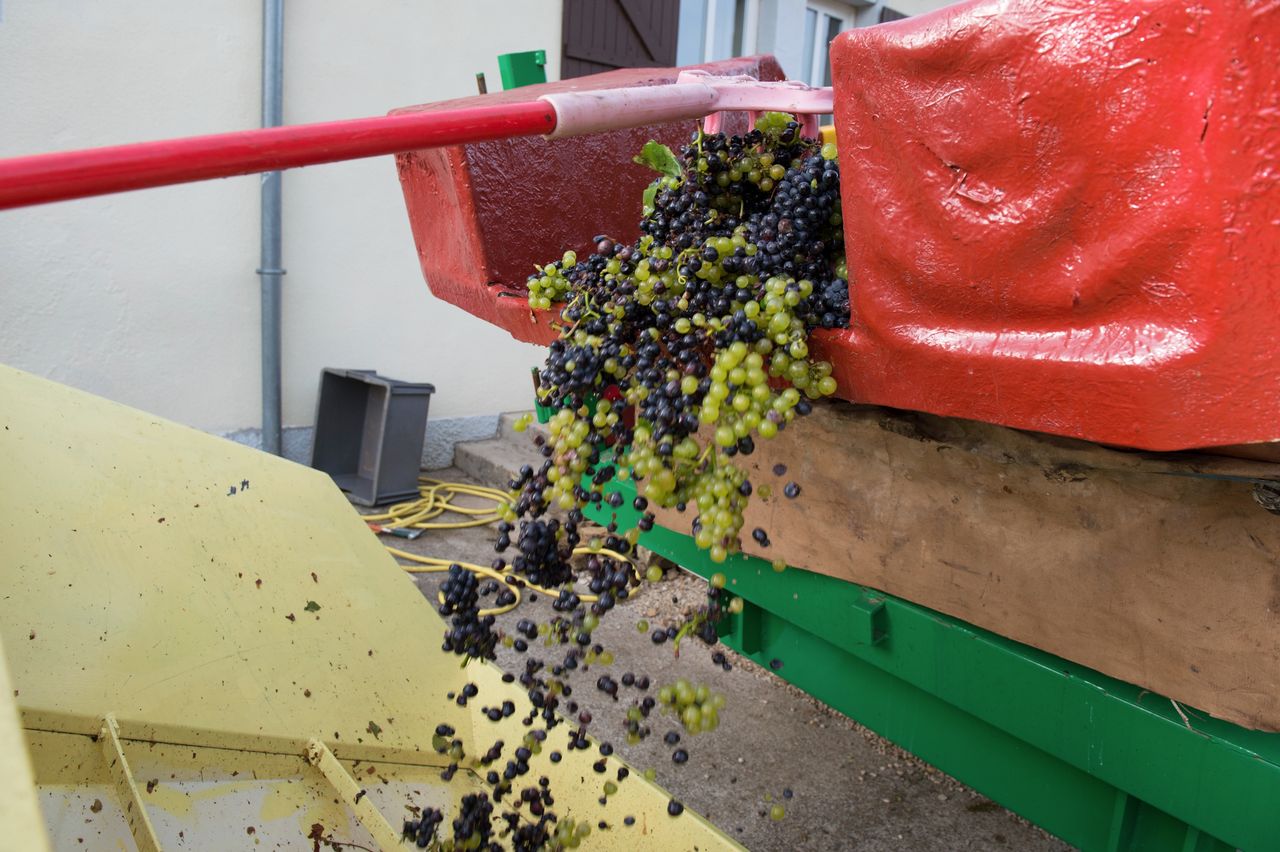 Vignoble Saison Septembre 0918