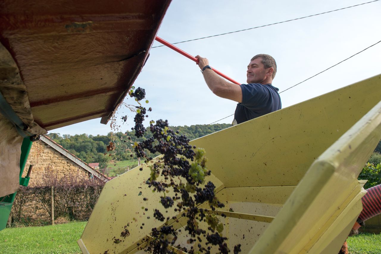 Vignoble Saison Septembre 0976