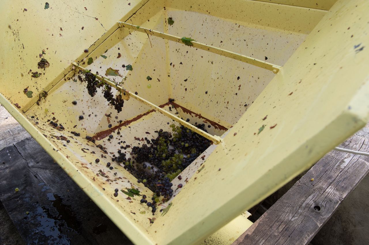 Vignoble Saison Septembre 1007