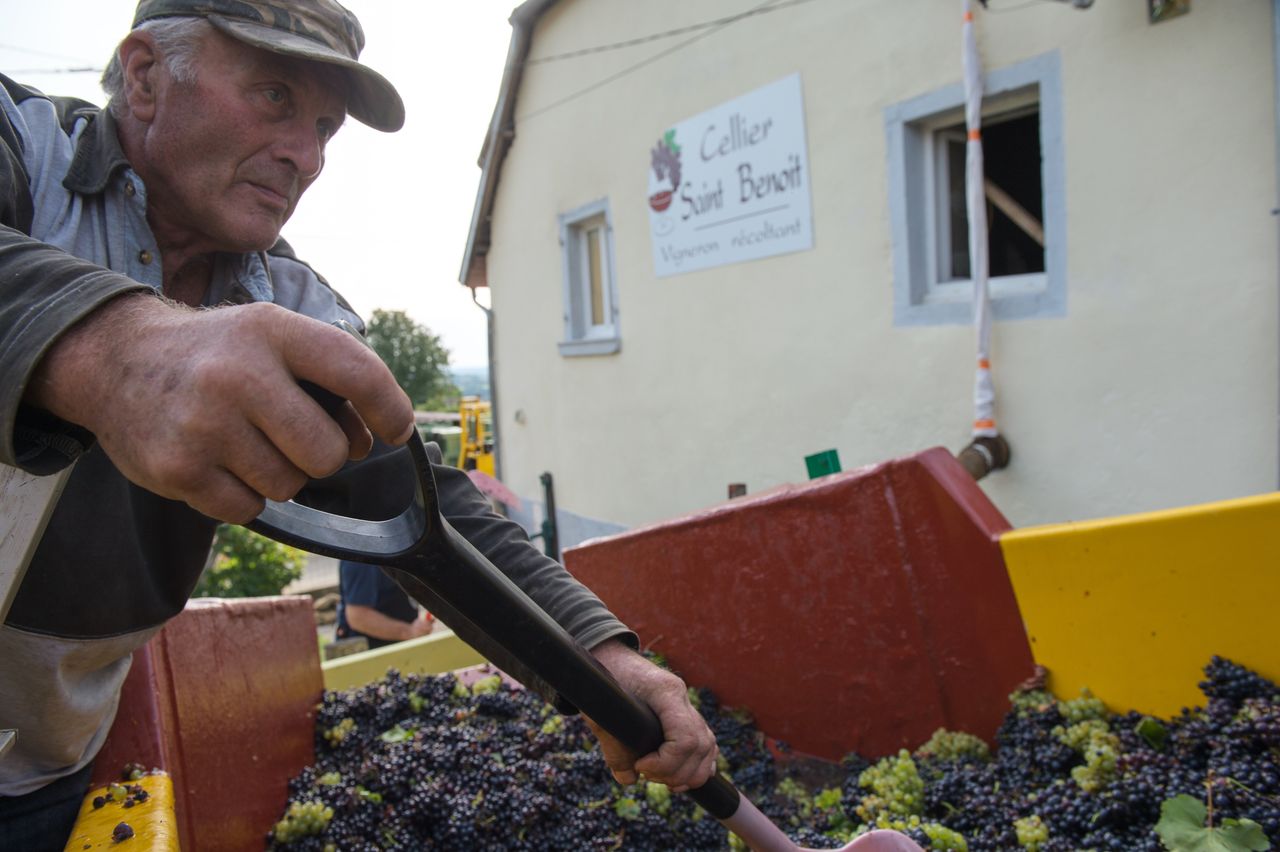 Vignoble Saison Septembre 1037
