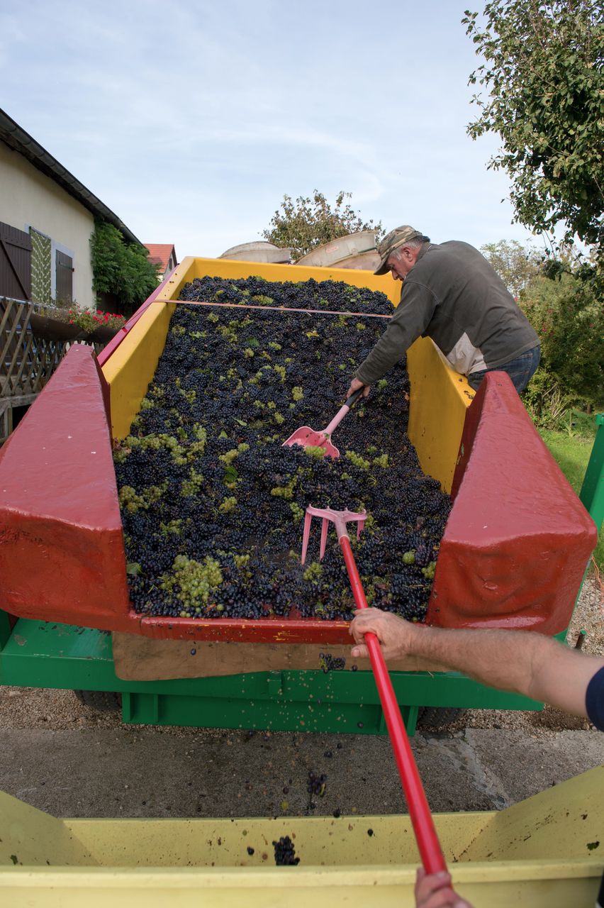 Vignoble Saison Septembre 1121