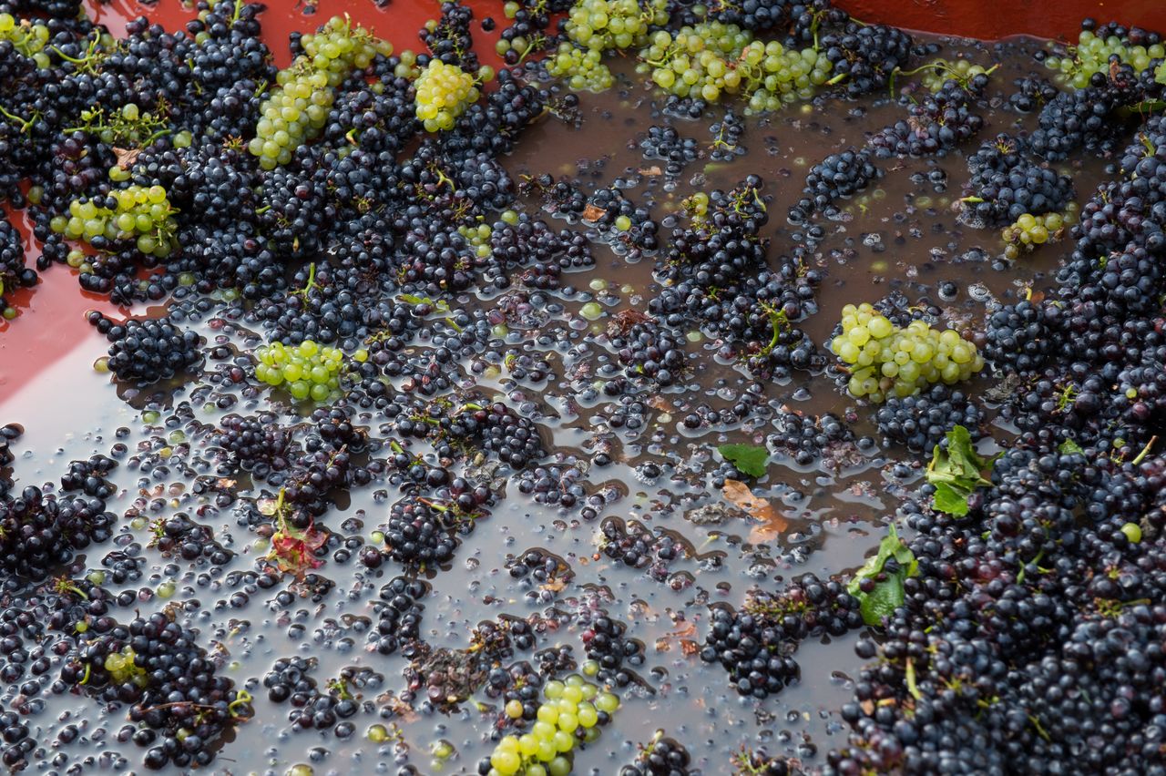 Vignoble Saison Septembre 1143