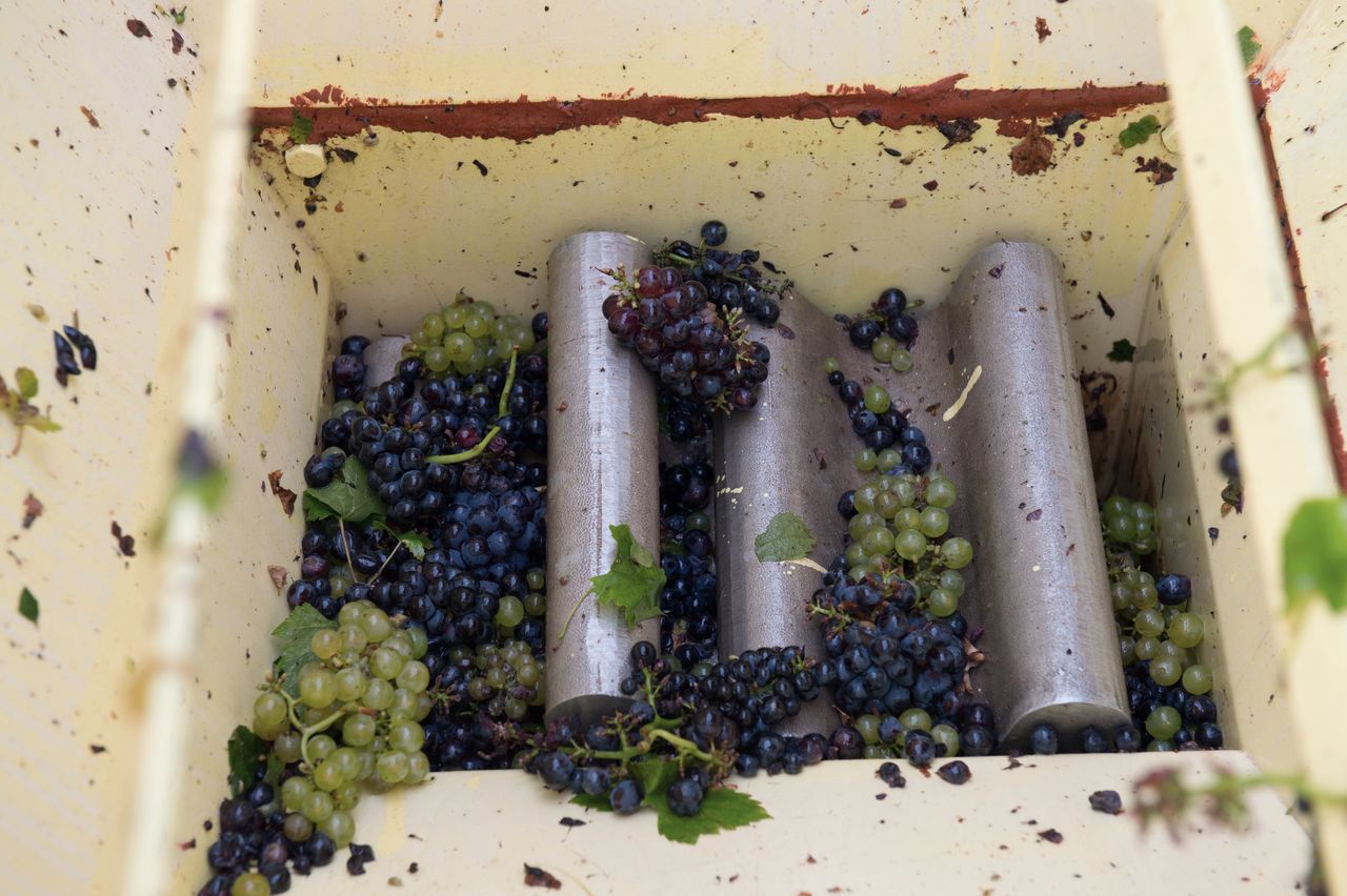 Vignoble Saison Septembre 1145