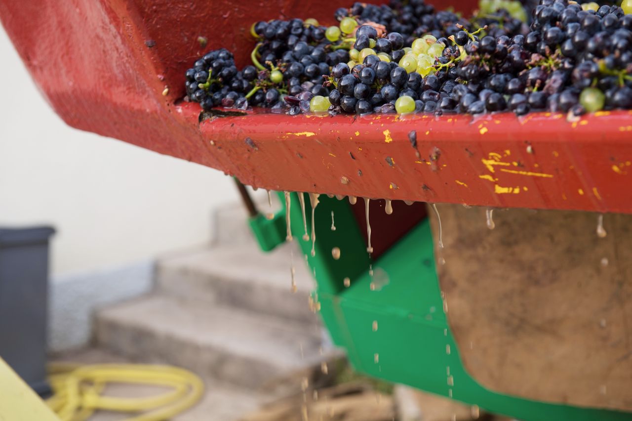 Vignoble Saison Septembre 1149