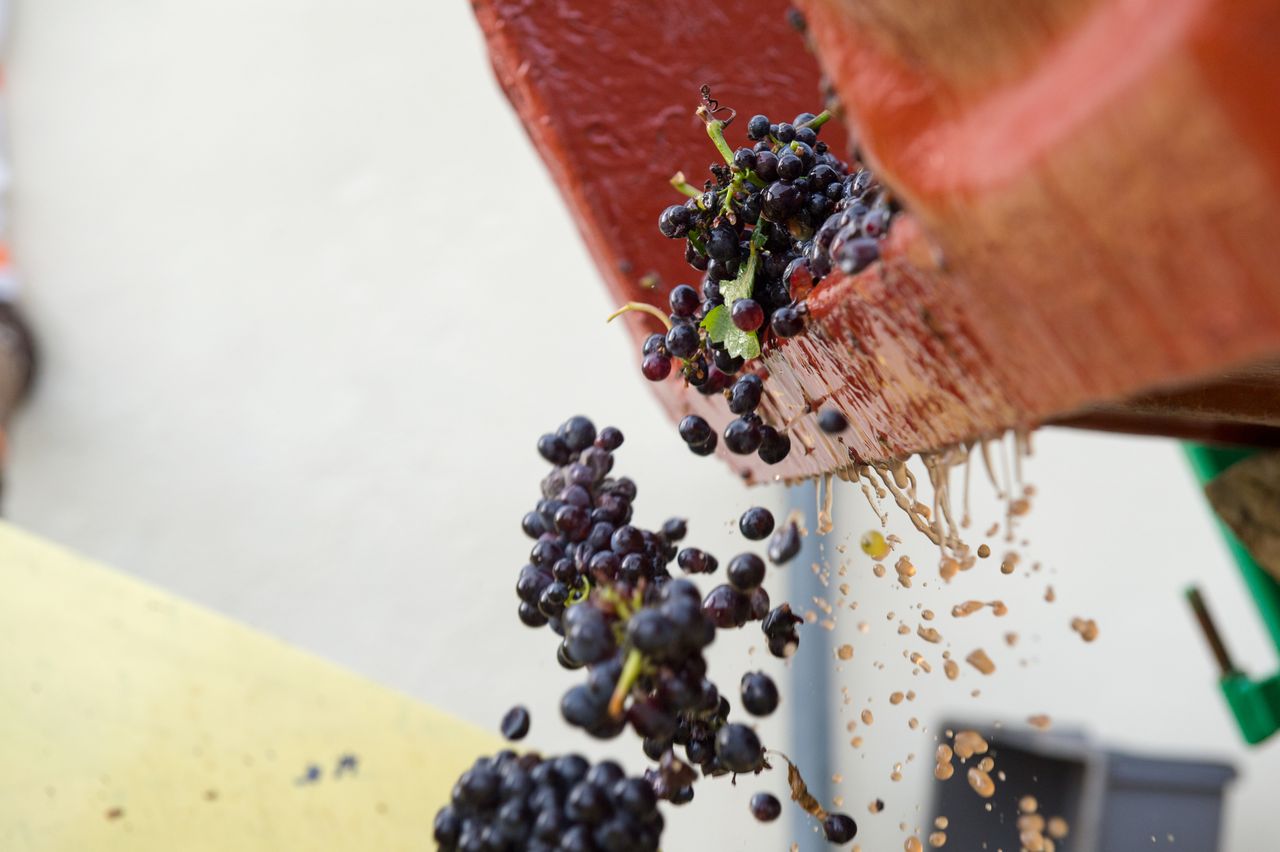 Vignoble Saison Septembre 1222