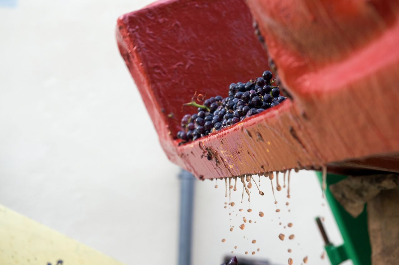 Vignoble Saison Septembre 1269