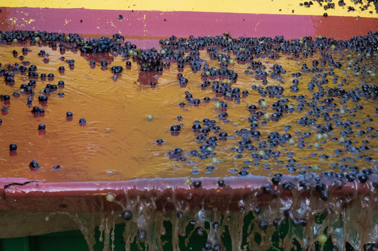 Vignoble Saison Septembre 1361