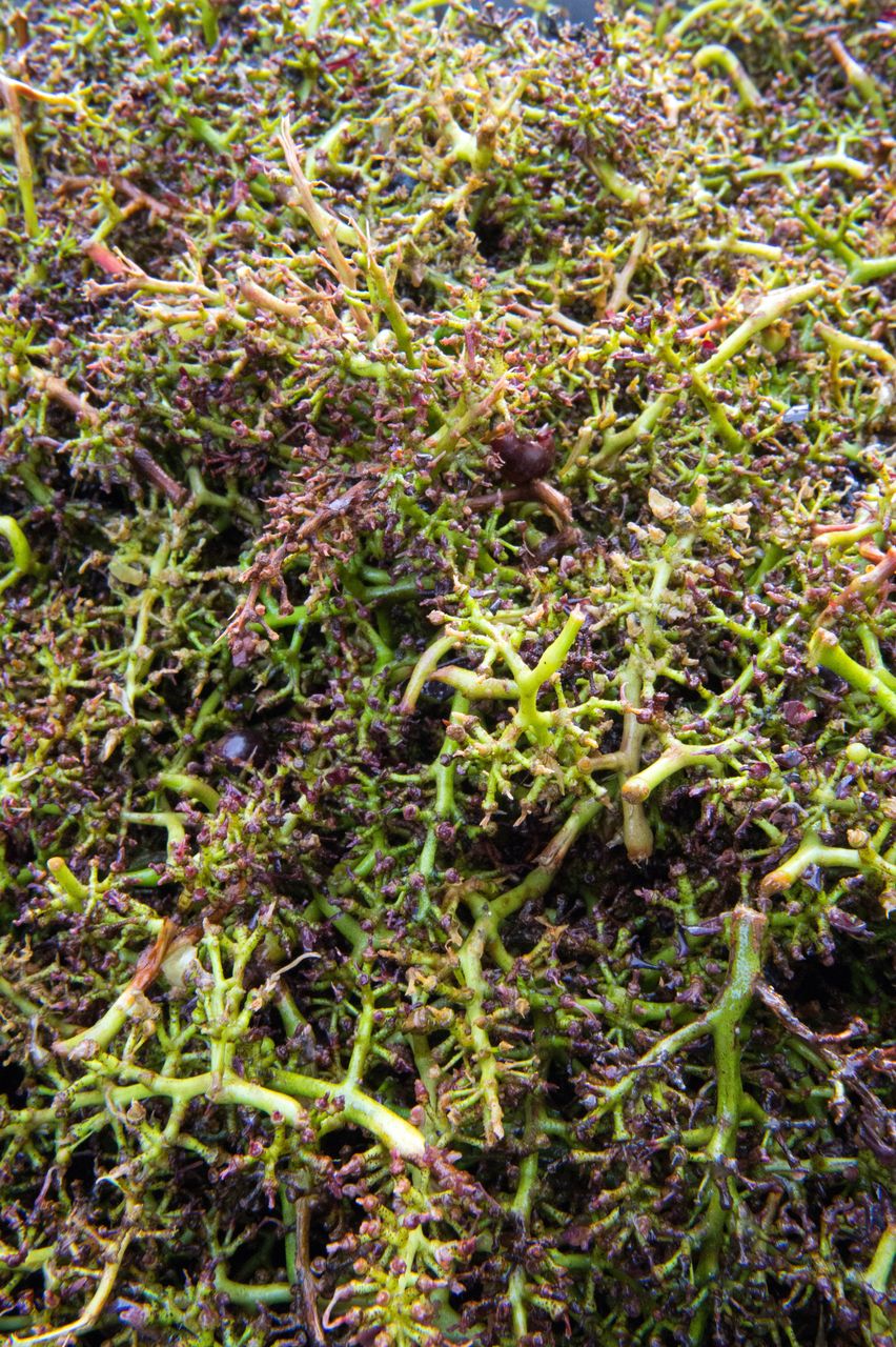 Vignoble Saison Septembre 1416