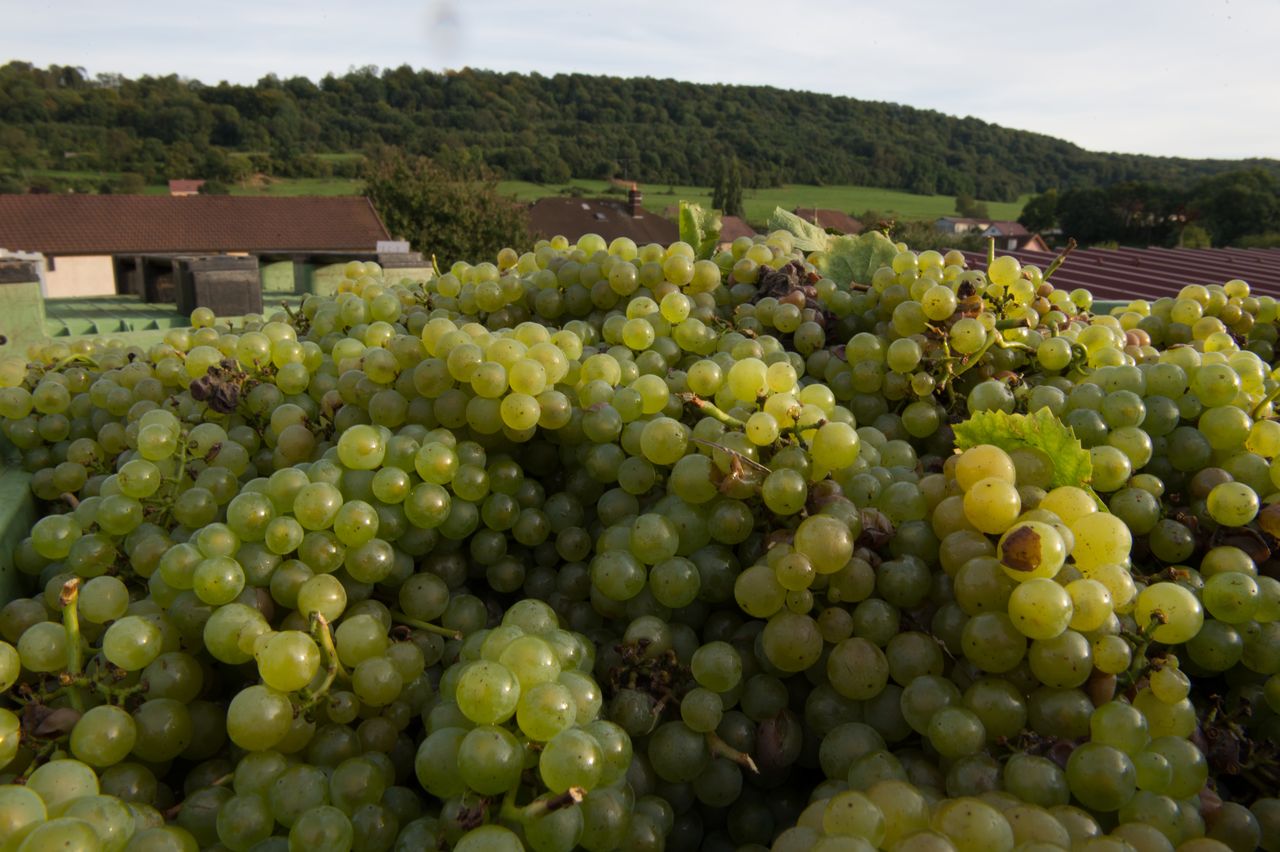 Vignoble Saison Septembre 1425
