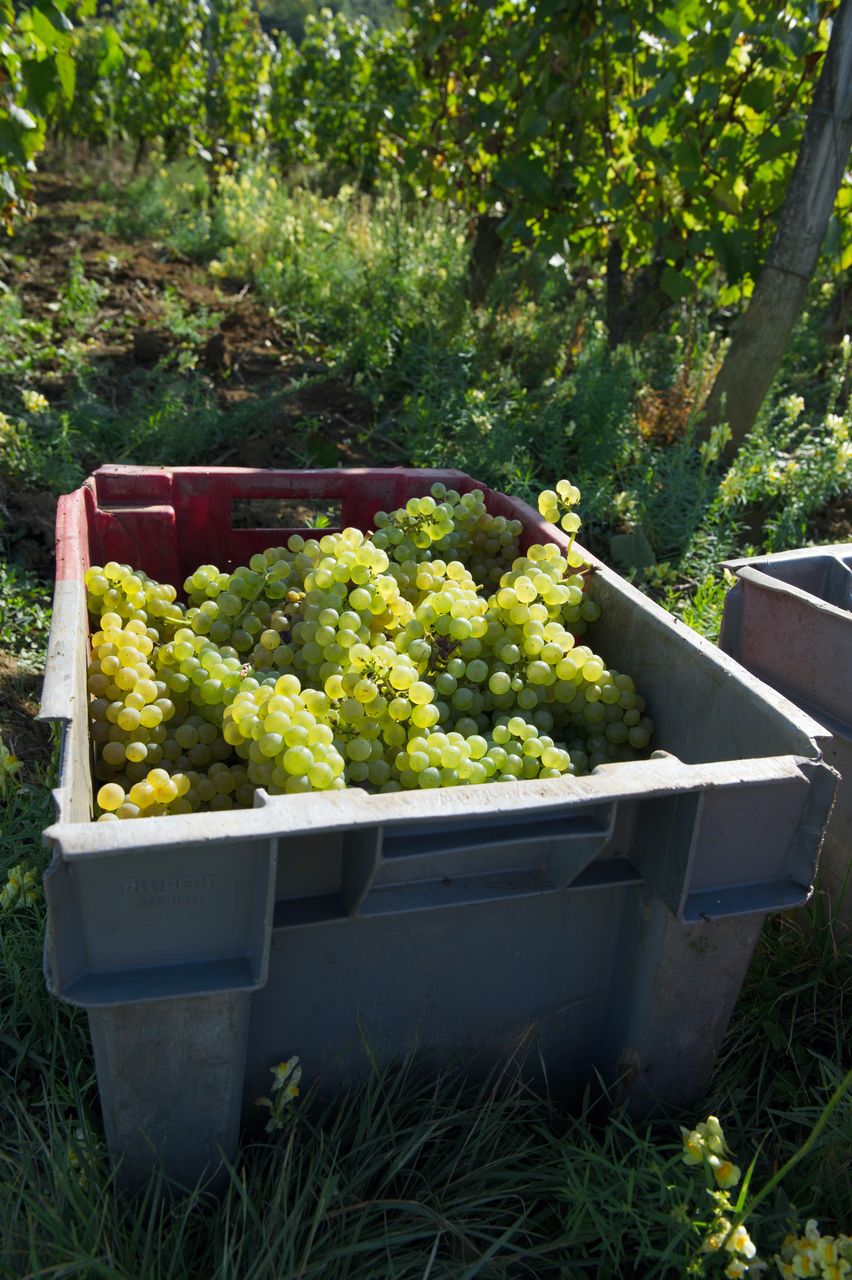 Vignoble Saison Septembre 1737