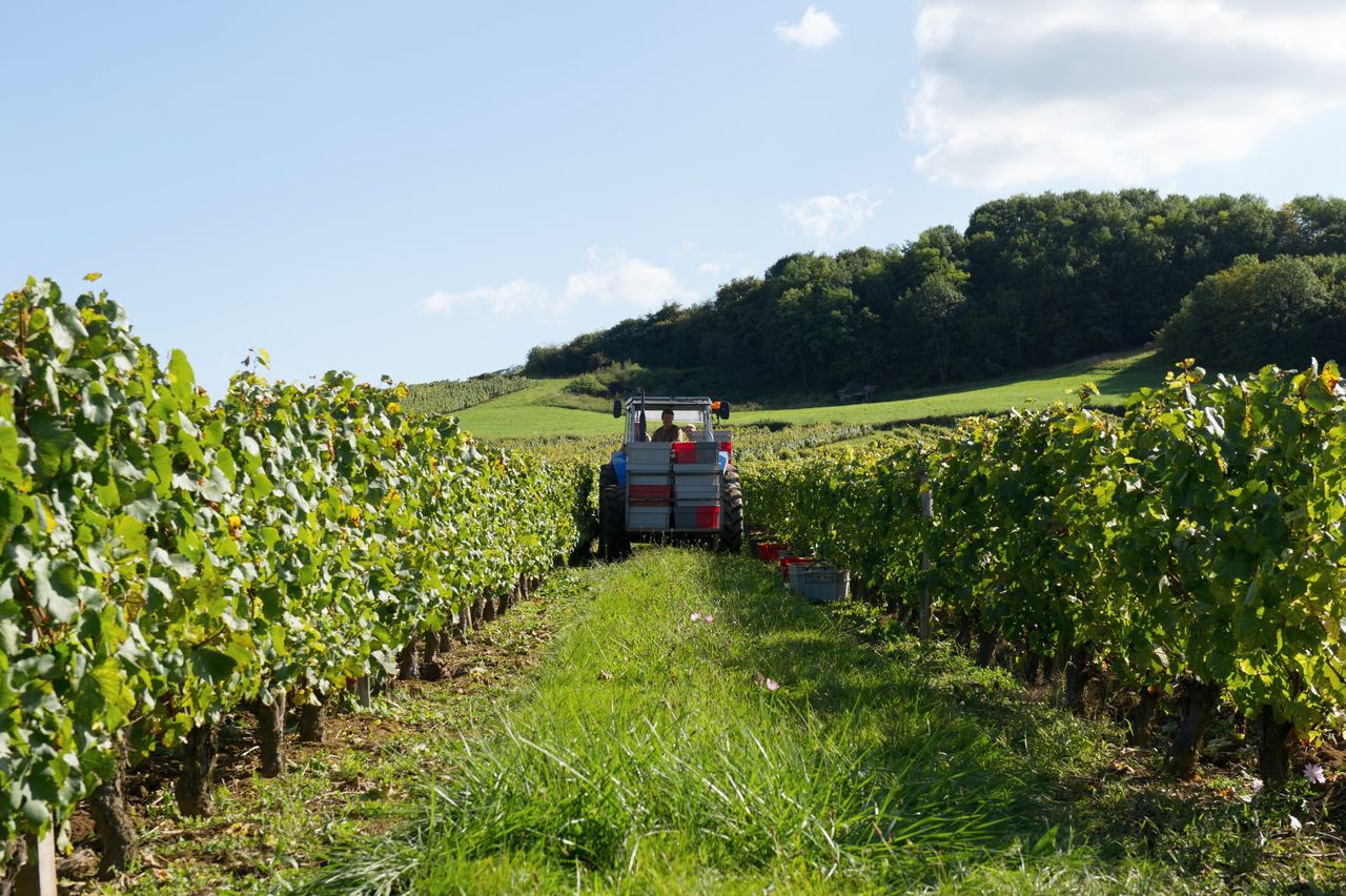 Vignoble Saison Septembre 1738