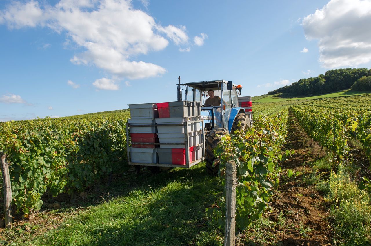 Vignoble Saison Septembre 1741