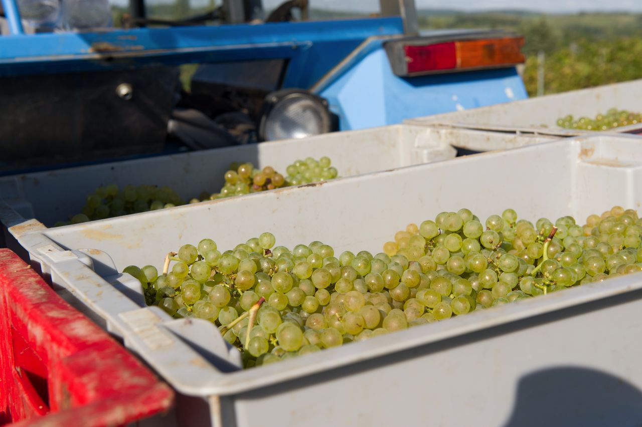 Vignoble Saison Septembre 1746