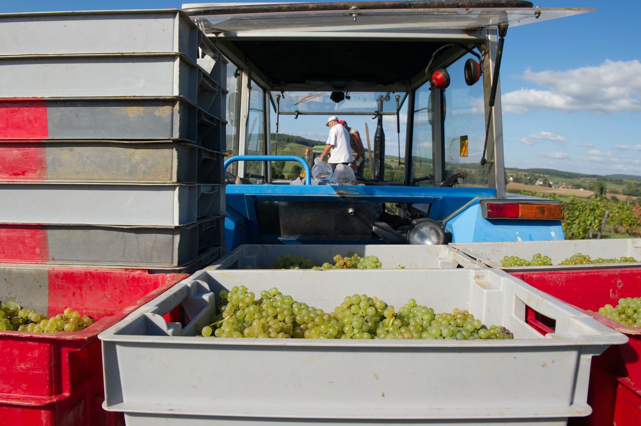 Vignoble Saison Septembre 1747