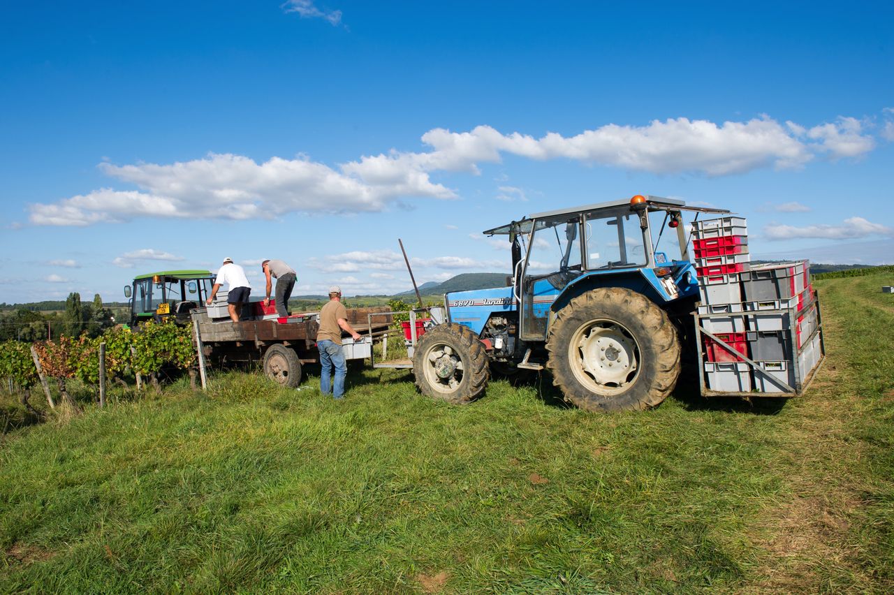 Vignoble Saison Septembre 1752