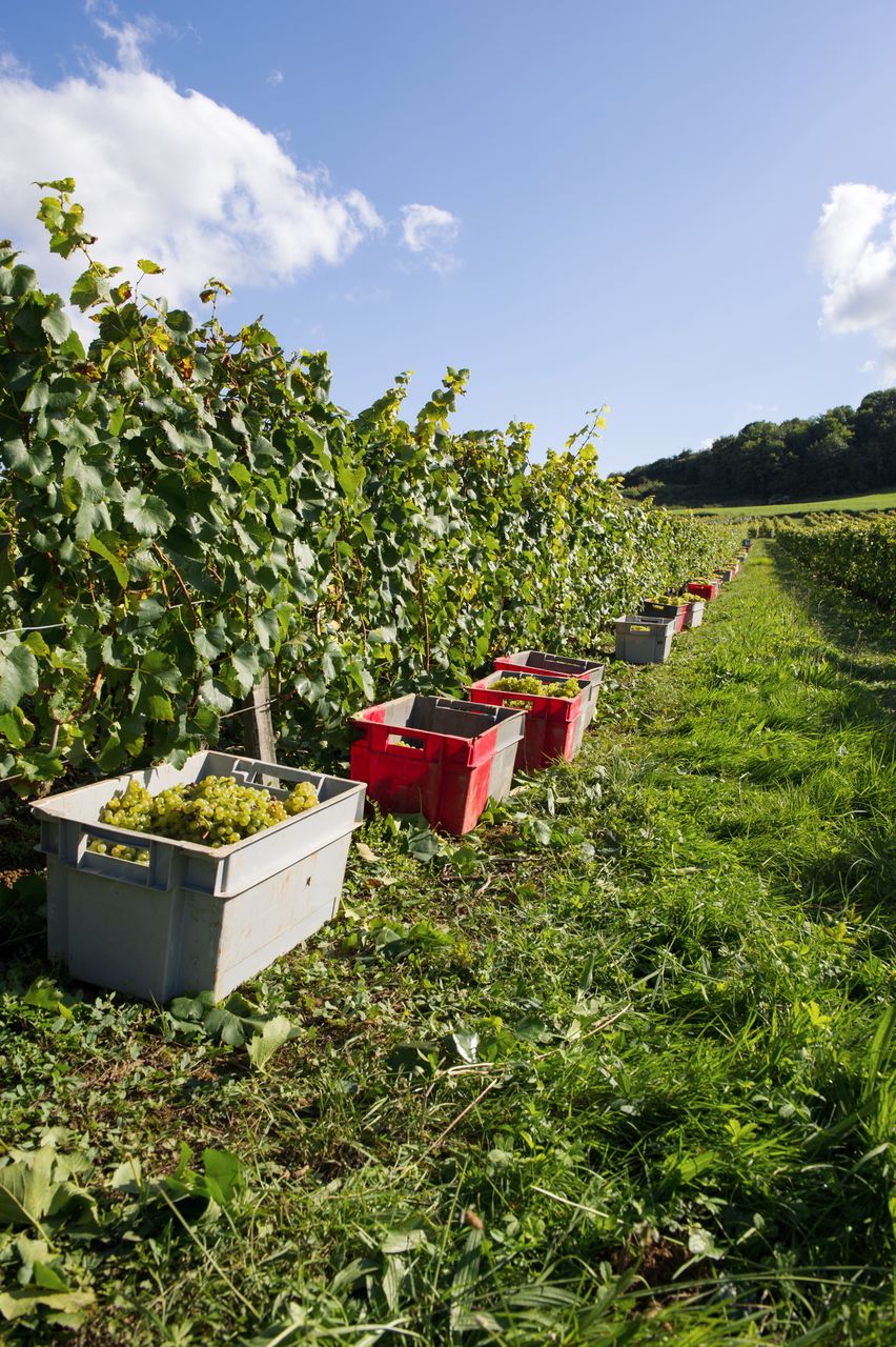 Vignoble Saison Septembre 1755