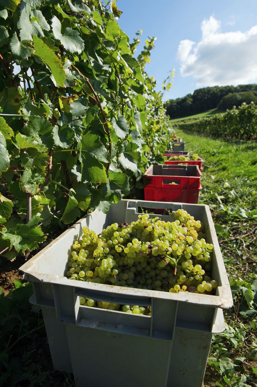 Vignoble Saison Septembre 1757