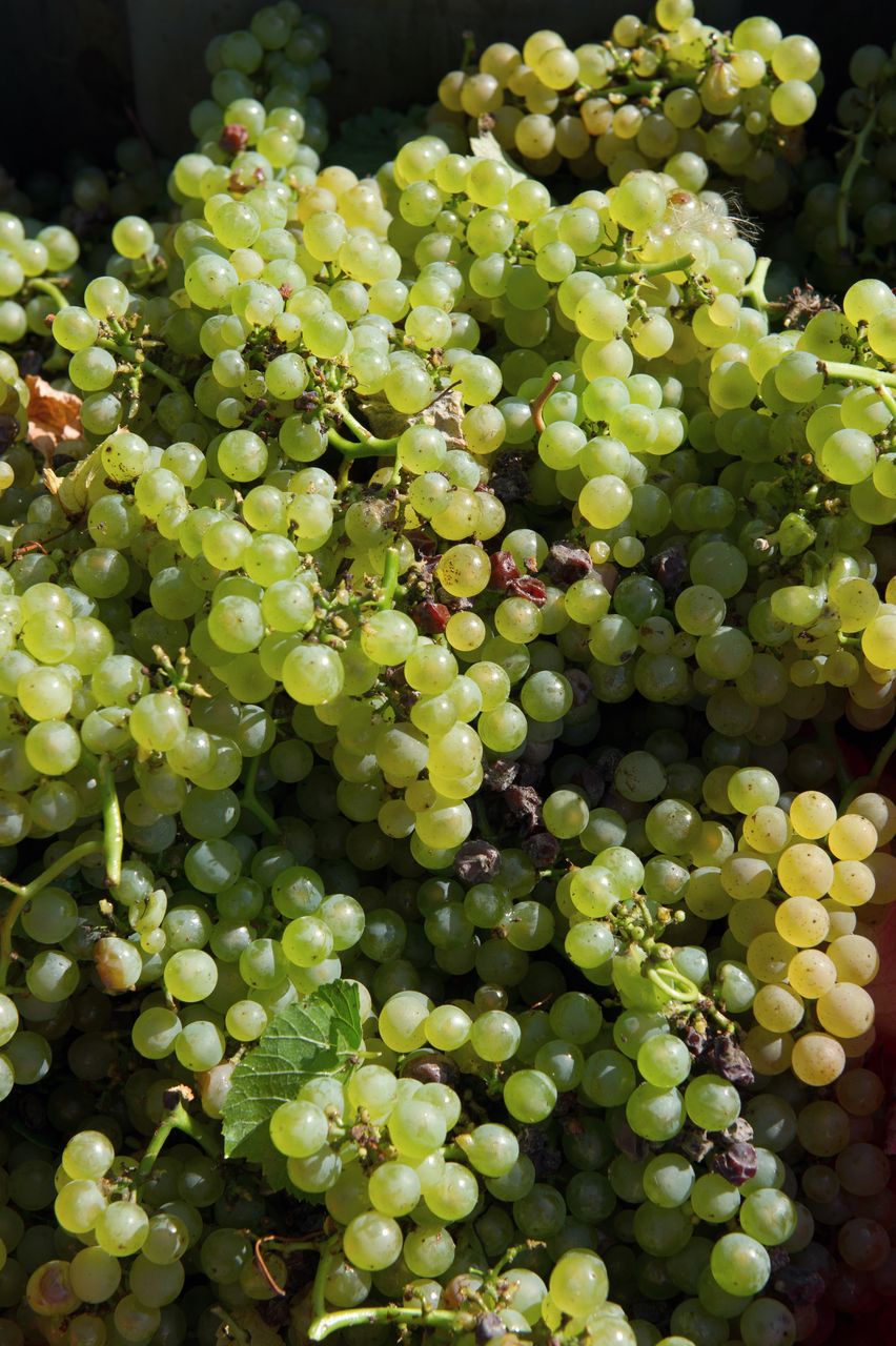 Vignoble Saison Septembre 1761