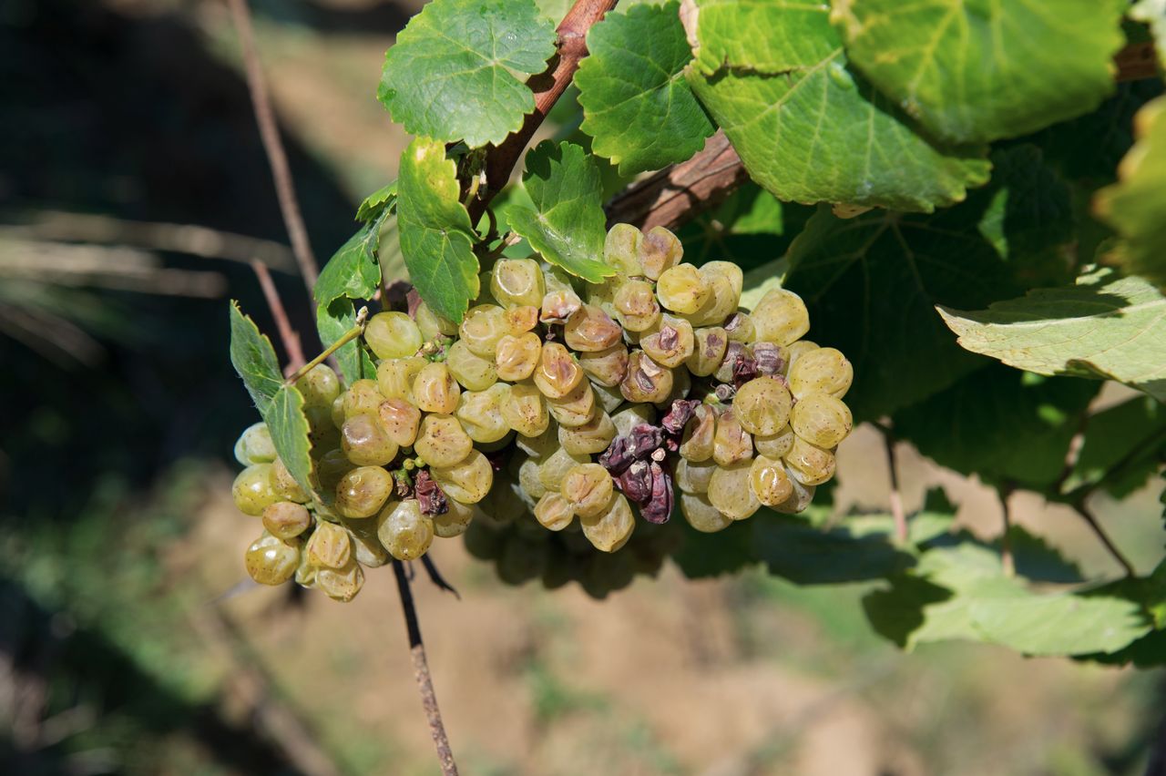 Vignoble Saison Septembre 1774