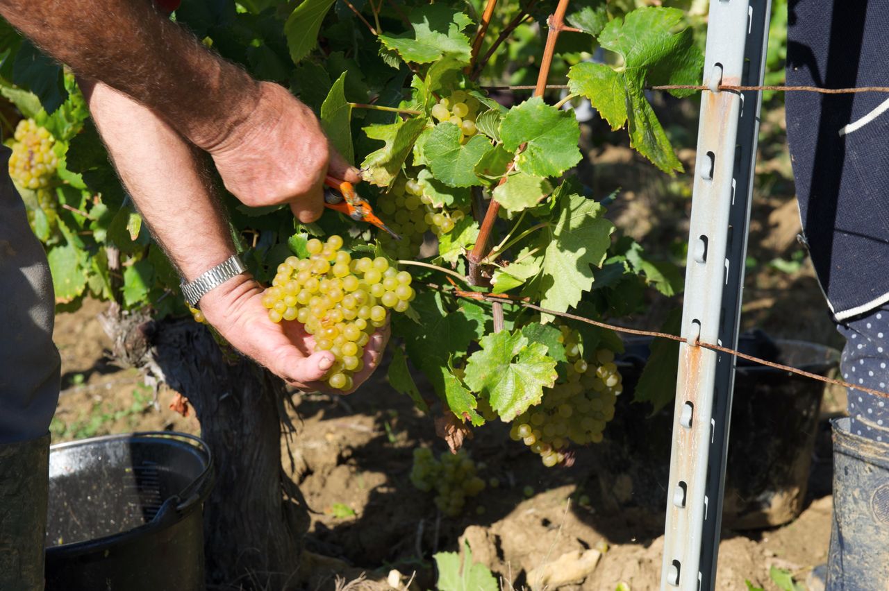 Vignoble Saison Septembre 1782