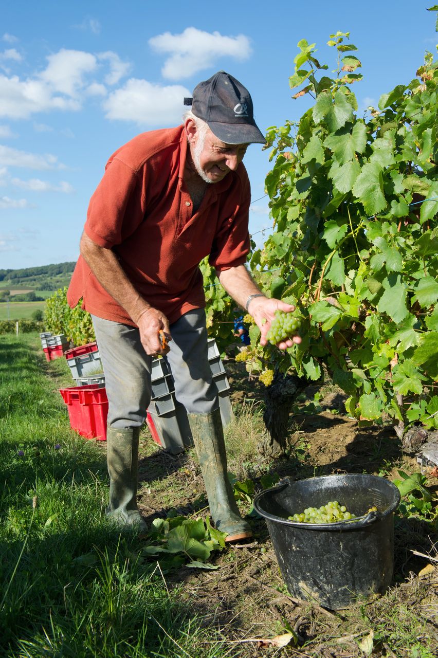 Vignoble Saison Septembre 1802