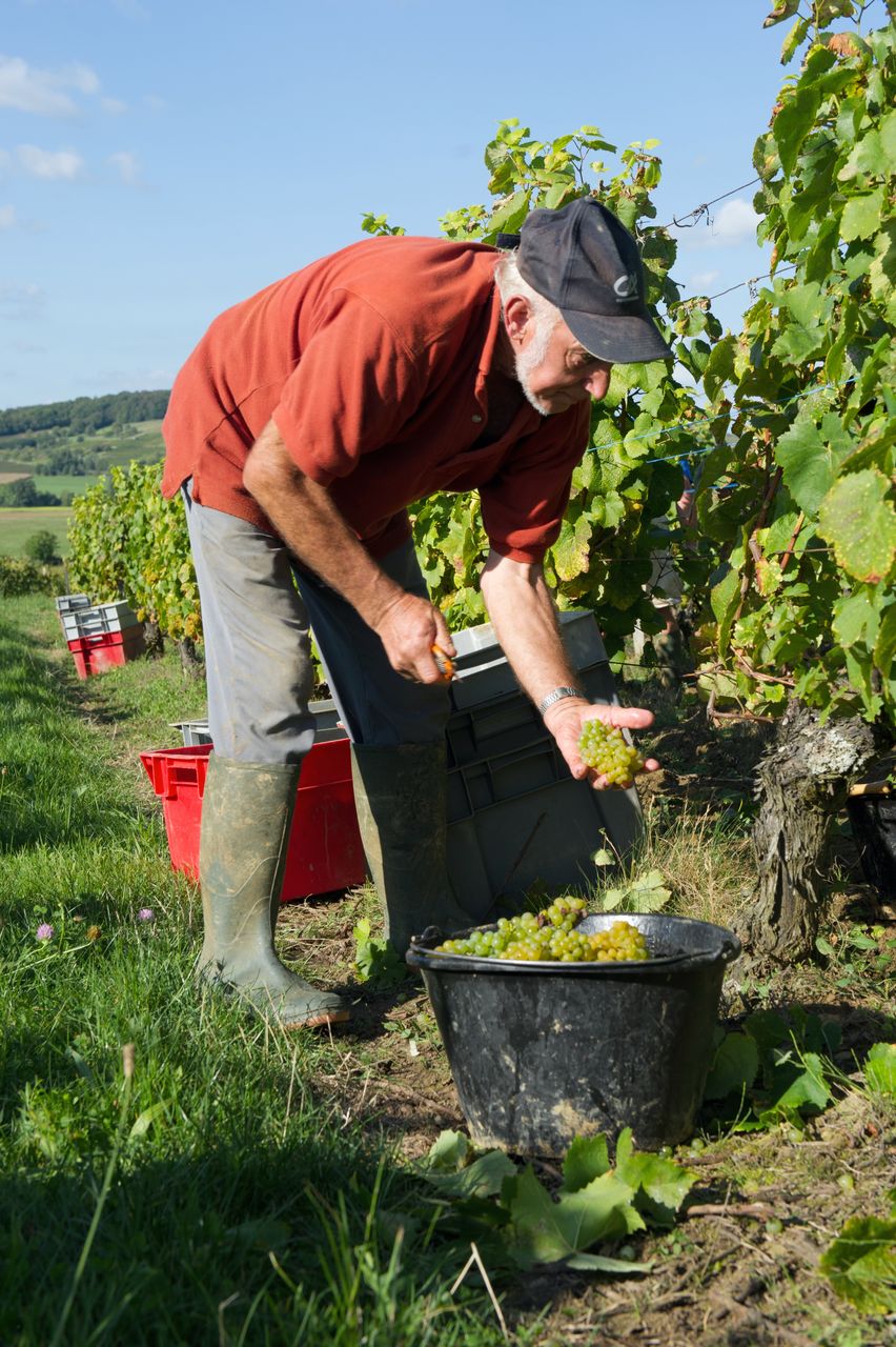 Vignoble Saison Septembre 1831