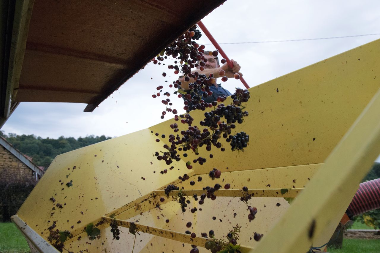 Vignoble Saison Septembre 1858