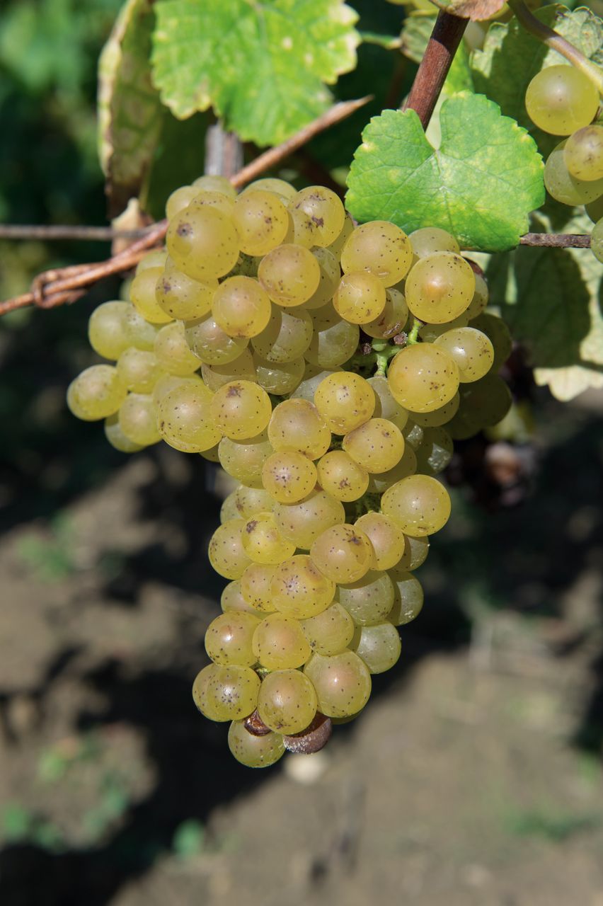 Vignoble Saison Septembre 1861